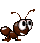 ant