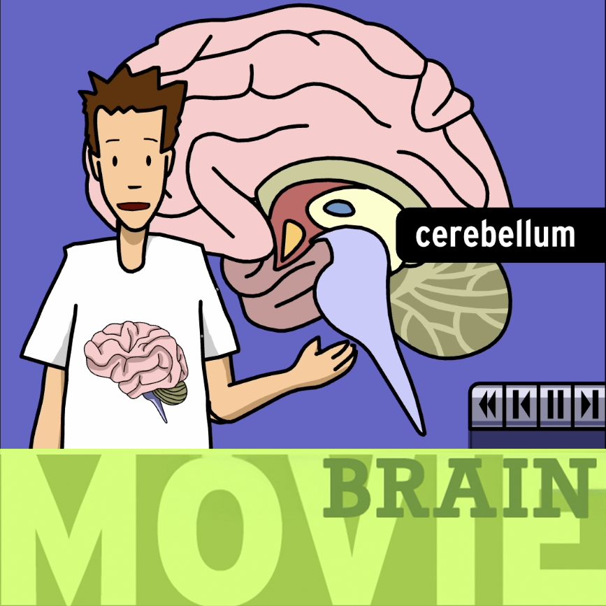 Brain - BrainPOP